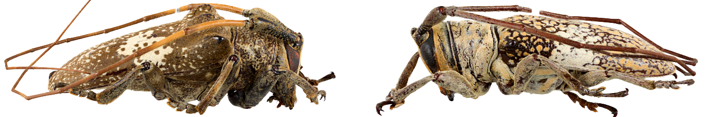 Ephiales cretacea, male specimen and Delilah gilvicornis, male specimen